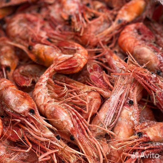 Креветка Гребенчатая (Ботан) 2022
