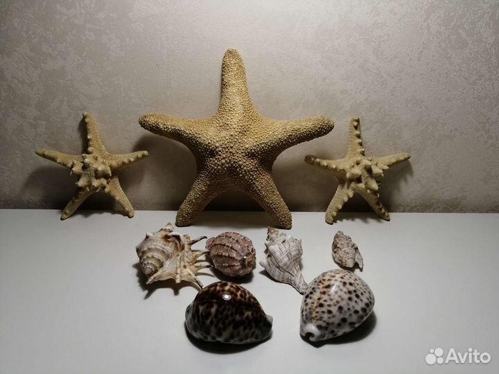 Вазы, ракушки, морские звезды