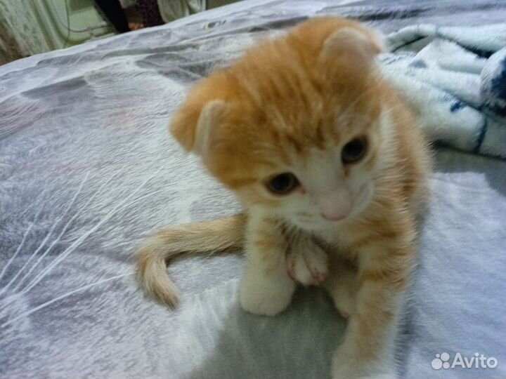 Продаю котят