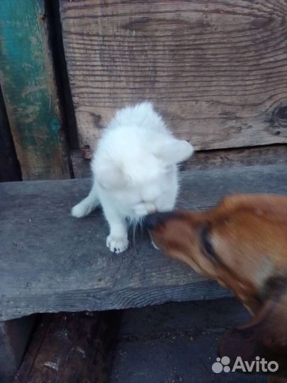 Котенок полярный кот