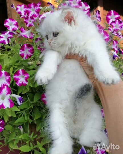 Настоящие шотландские котята
