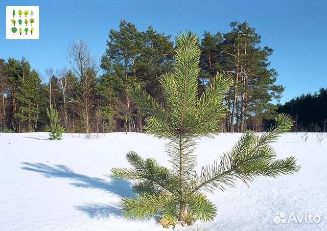 Саженцы сосна