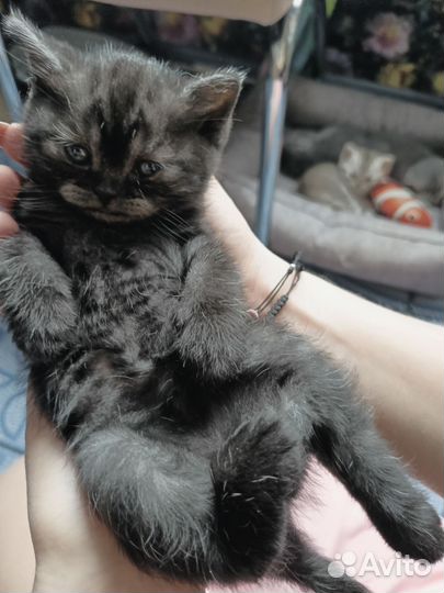 Шотландские вислоухие котята и прямоухие