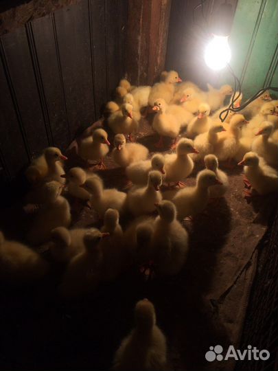 Гусята суточные