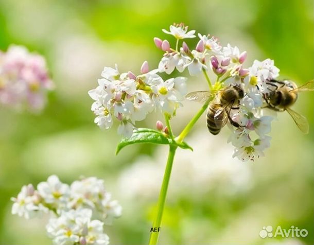 Мед 2024 года из Алтая опт