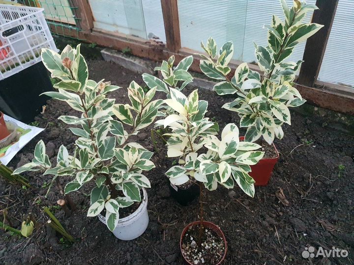 Фикус Альбомаргината