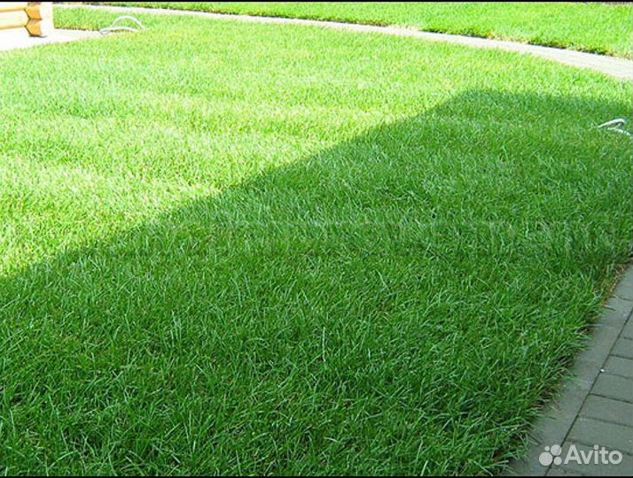 Рулонный газон от производителя спортивный