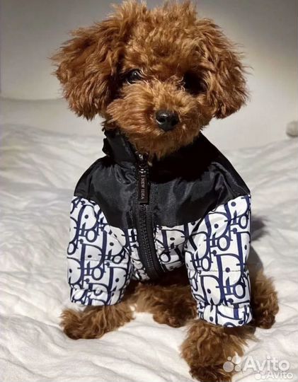 Куртка для собак dior