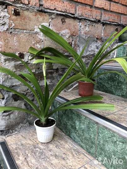 Лилия белая