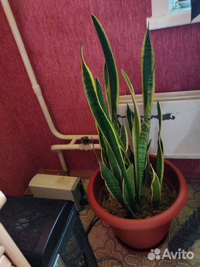 Сансевиерия Лаурентия щучий хвост