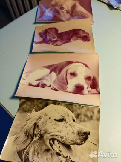 Открытки СССР чистые