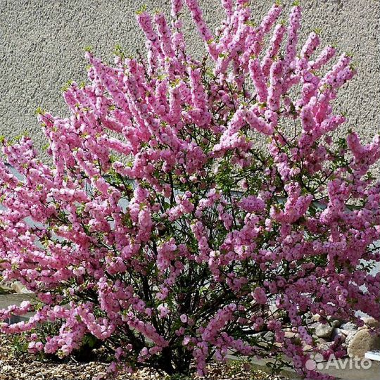 Вишня Сакура