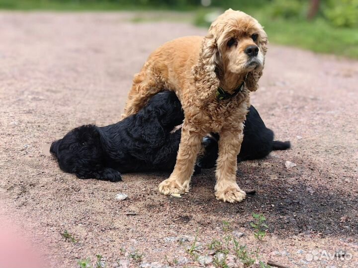 Продается щенок