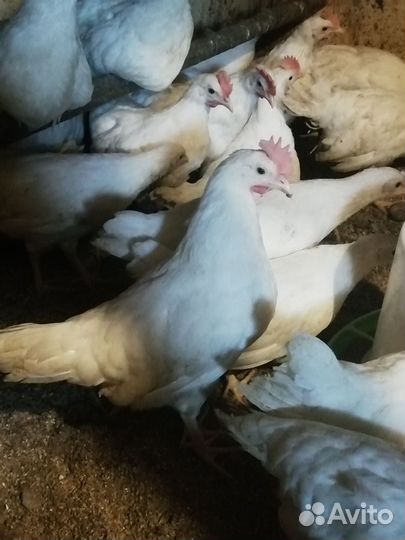 Петухи на доращивание