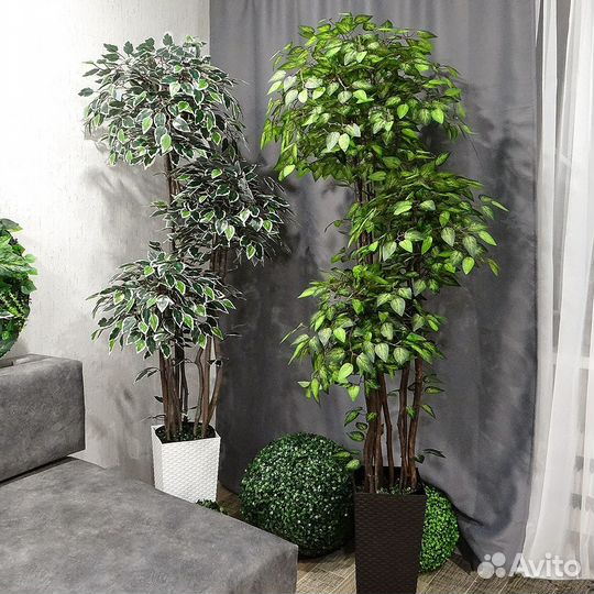 Искусственные деревья фикусы 
