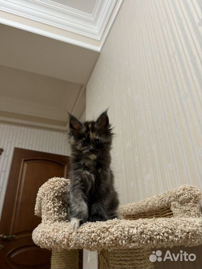 Мейн кун котята