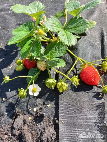 Клубника ремонтантная