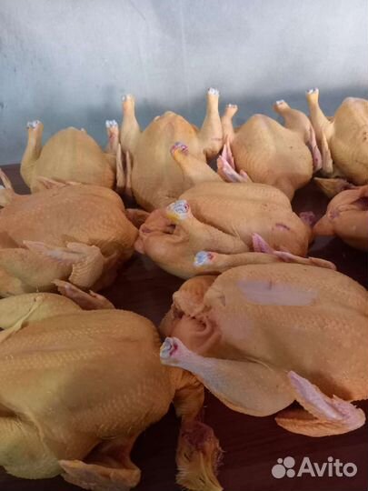 Куры бройлеры тушки