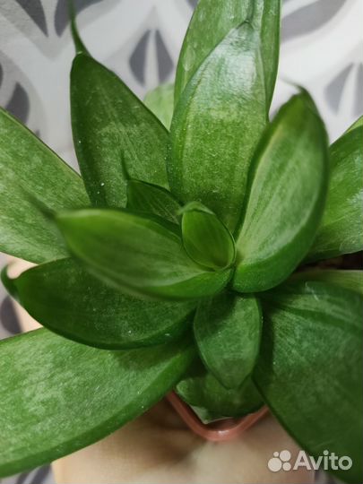 Сильвер Фрост (Грей) /Японский Твистер Сансевиерия