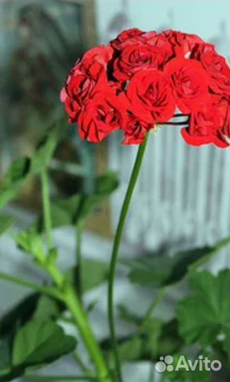 Пеларгония герань