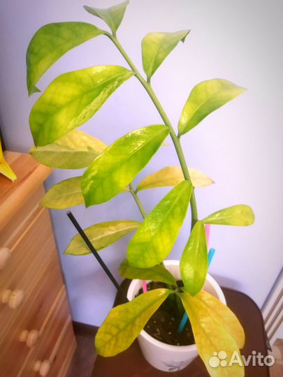 Замиокулькас вариегатный Long Leaf