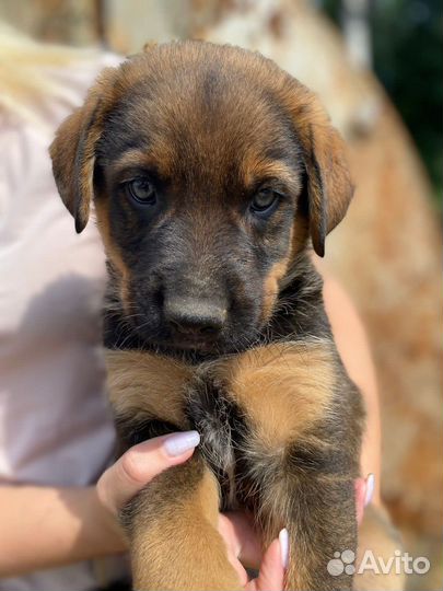Щенки овчаристого типа