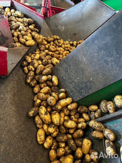 Картофель оптом от производителя