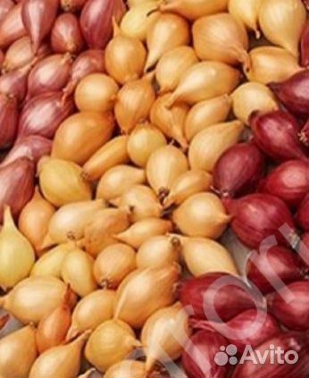 Лук-севок, чеснок для посадки в зиму