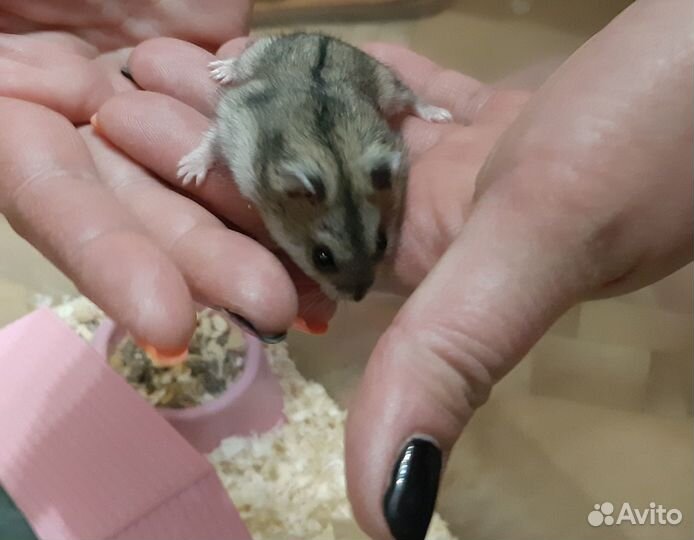 Джунгарский хомяк