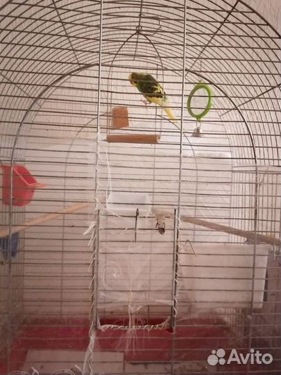 Волнистый попугай с клеткой