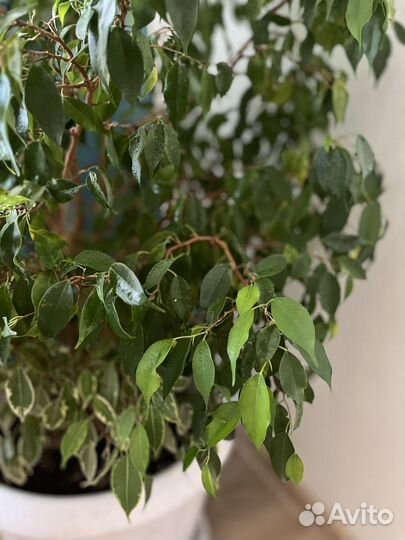 Большое дерево фикус Бенджамина, грунт и кашпо