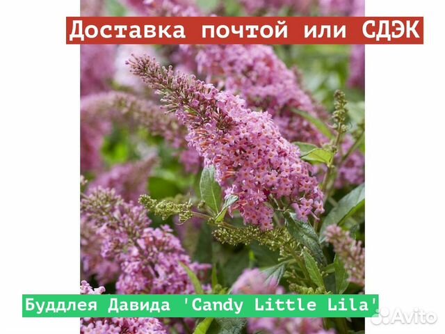 Буддлея Давида Candy Little Lila