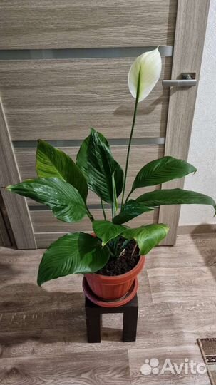 Спатифиллум