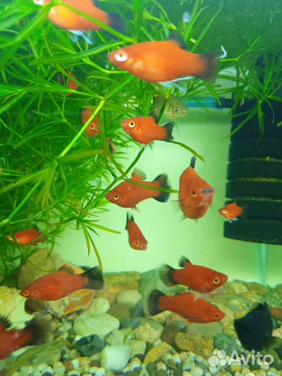 Гуппи, пецилия