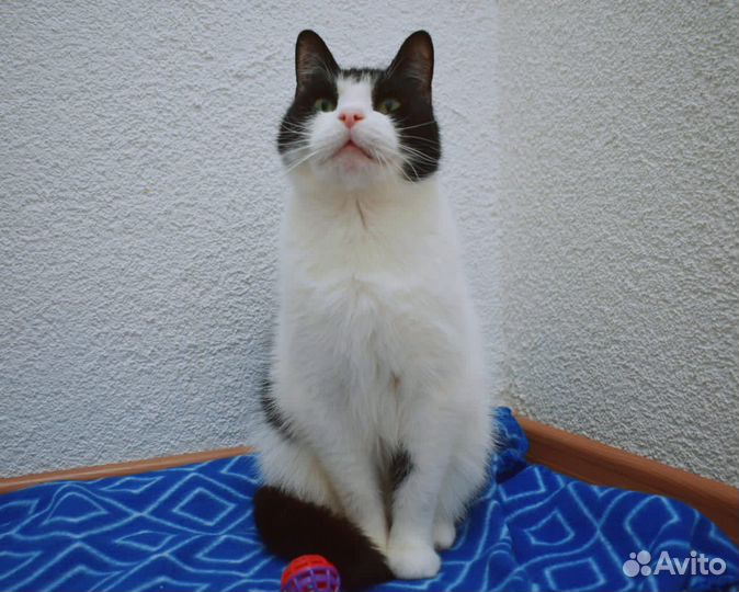 Кошка