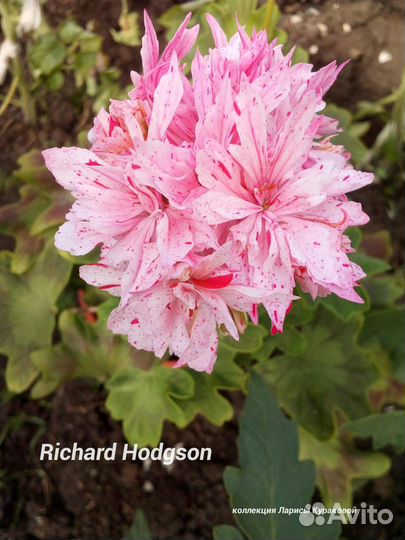 Пеларгония