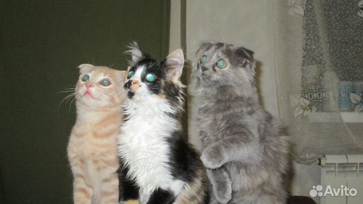 Котята отдам даром