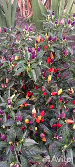 Перец светофор