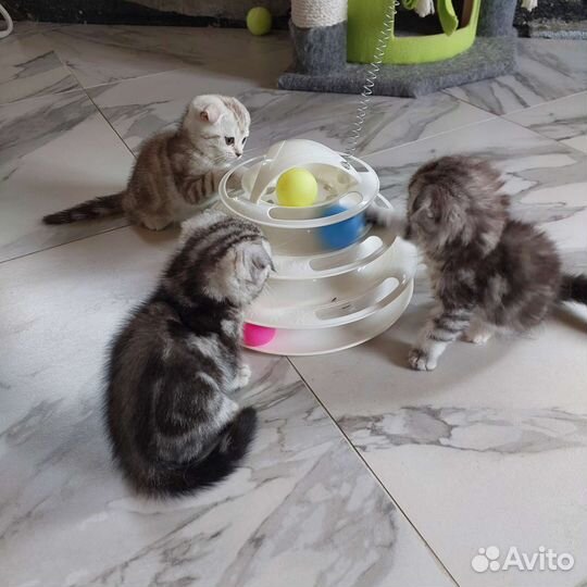 Шотландские мраморные котята