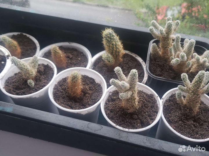 Кактус