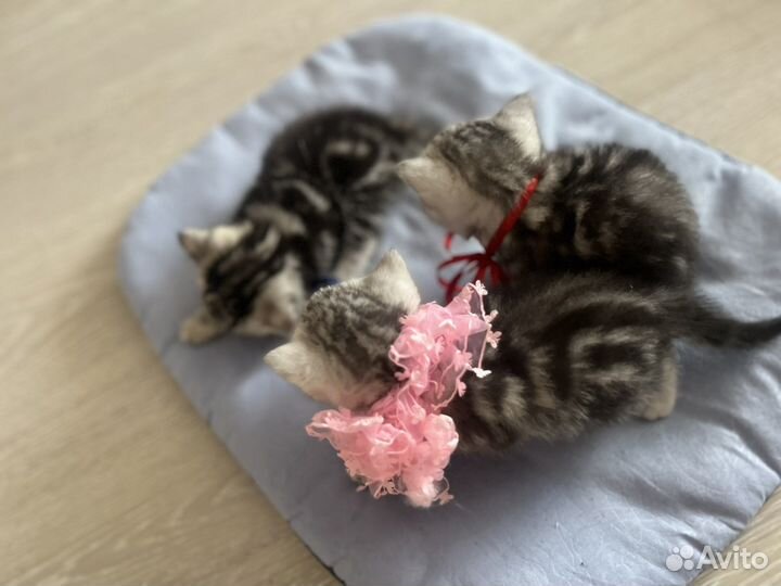 Чистокровные шотландские котята