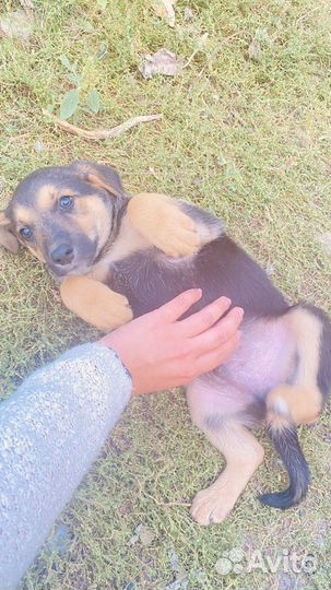 Девочки дворовые