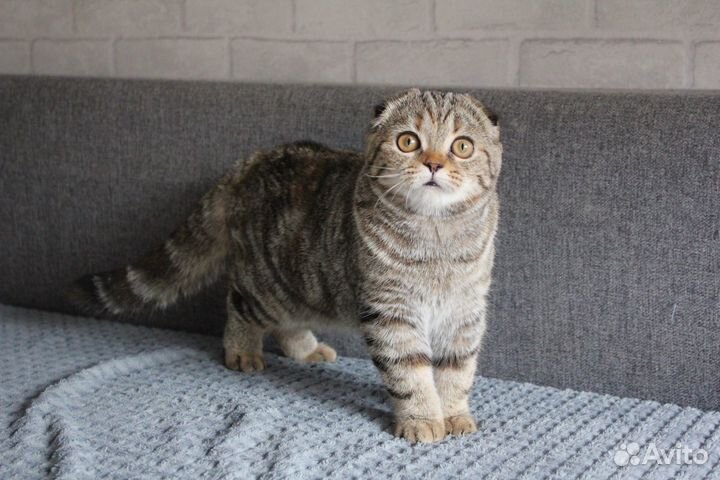 Шотландская кошечка