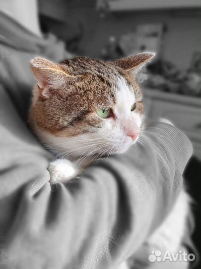 Подарите котику дом