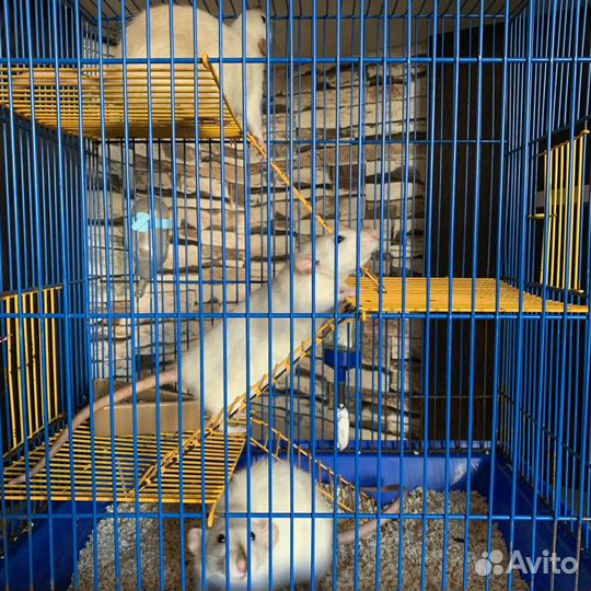 Декоративные крысы редких окрасов