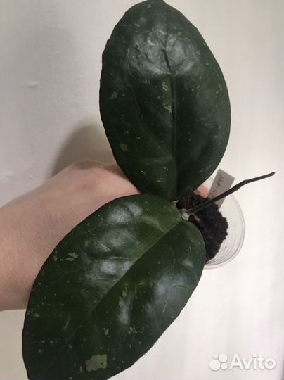 Хойи сортовые