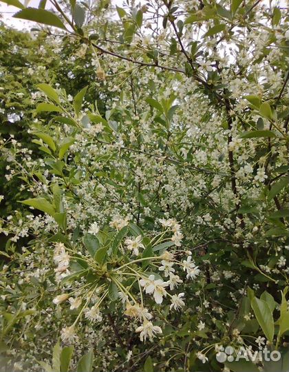 Саженцы вишни,двухлетки