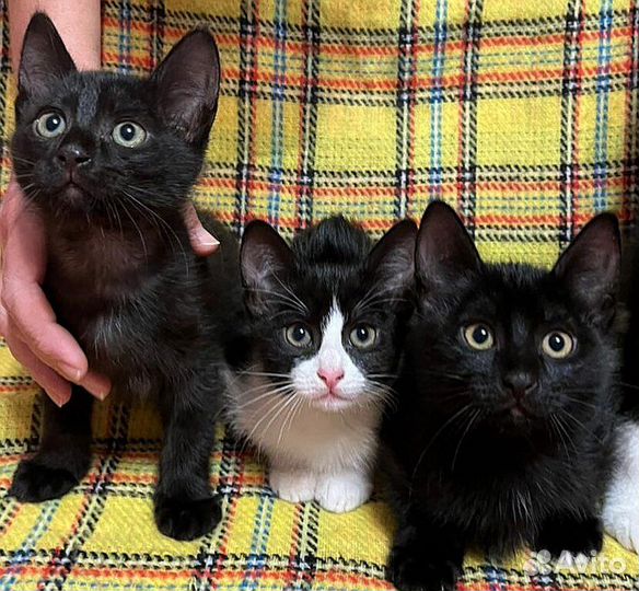 Котята красавцы и ласкуши