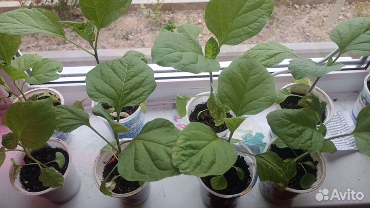 Рассада баклажан