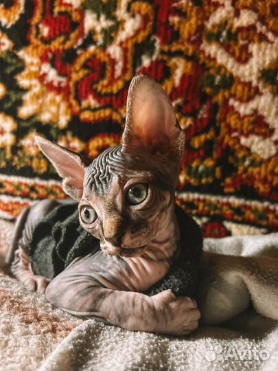 Котята канадский сфинкс